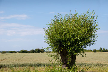Naklejka premium Pollard willow. Cornfield in the background.