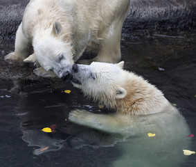 Sibling kiss of two polar bear cubs. Cute and cuddly animal babies, which are going to be the most dangerous beasts of the world. Young Arctic raptors are enjoying in pool.