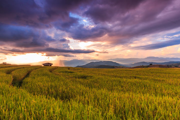 Fototapeta na wymiar Paddy field in Mae Jam village with sunset sky, Chaingmai province of Thailand