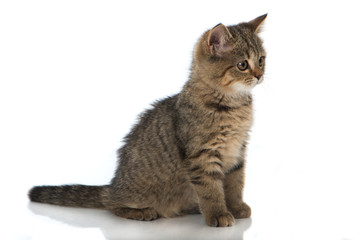 Obraz premium Getigertes Kätzchen