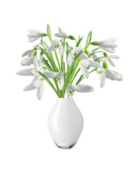 Spring snowdrops in vase isolated on white