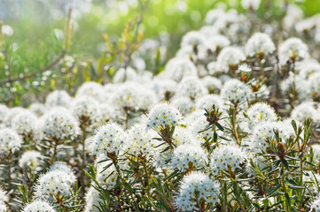 Blooming Ledum in the Siberian tundra in spring