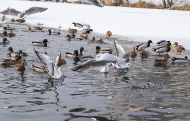 gulls and ducks on a city lake