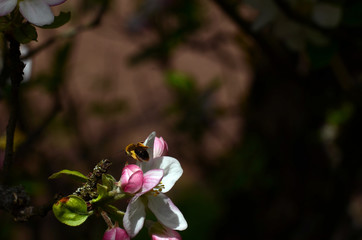 Obraz premium Apfelblüte mit Biene