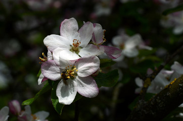 Apfelblüte mit Biene