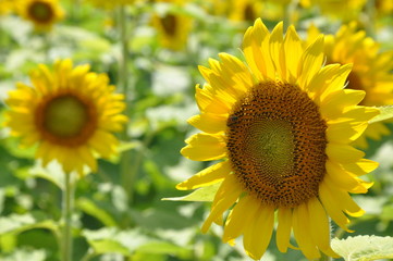 南光町のひまわり