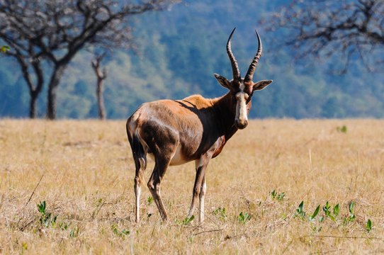 Blessbock (Damaliscus pycargus phililipsi); Portrait