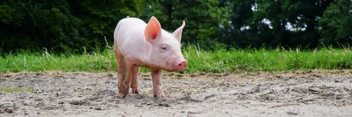 Ferkel steht am Rande einer Schlammsuhle