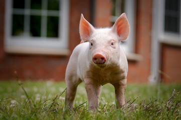 Niedlich - neugieriges Ferkel steht im Garten