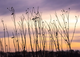 Plants at the meadow in sunset