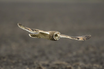 Short-eared Owl Asio flammeus flying