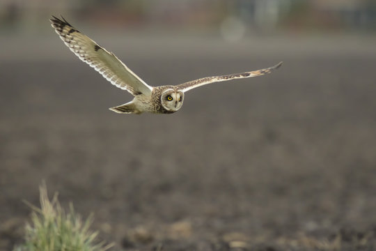 Short-eared Owl Asio flammeus flying