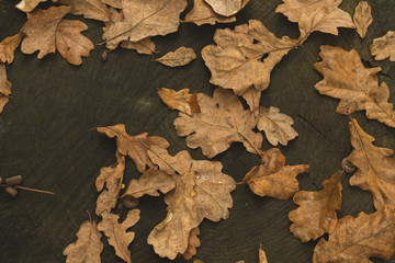 oak tree leaves fallen in autumn
