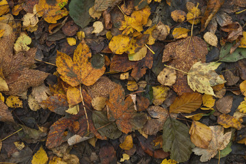 fallen autumn leaves