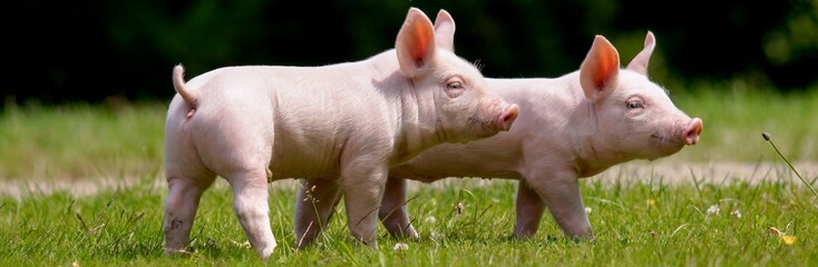 Zwei süße Ferkel im Sonnenschein auf einer grünen Wiese © Countrypixel