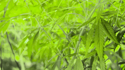 Marijuana Plants Close Up
