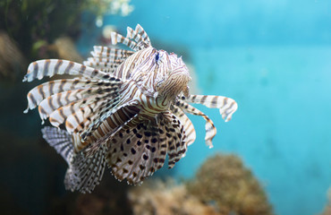 Fish swims in the aquarium, Zebra winged. Fish among corals and algae. 