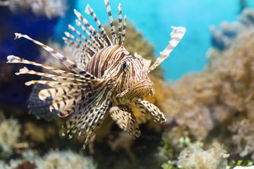 Fish swims in the aquarium, Zebra winged. Fish among corals and algae. 