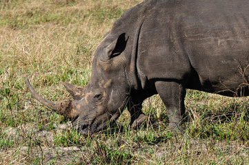 Obraz premium Breitmaulnashorn; White Rhinocerus; Portrait