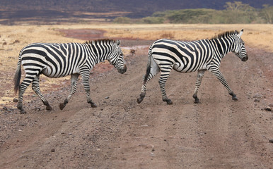 Fototapeta na wymiar Two Zebras Crossing a Road