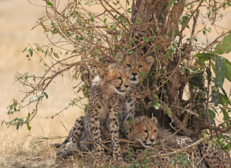 Cheetah Cubs Under a Bush