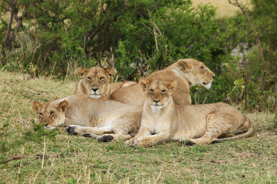 Lions Resting Near a Bush