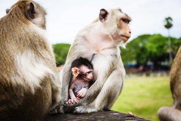 Family of monkeys