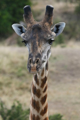 A Giraffe Close-up