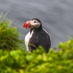 Icelandic puffins at remote islands in Iceland, summer, 2015