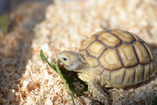 Young Sulcata Tortoise. Kine of turtle species,African spurred tortoise.