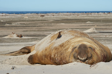 Tussock bird perched on back of large male Southern Elephant Seal (Mirounga leonina) during the breeding season on Sealion Island in the Falkland Islands. 