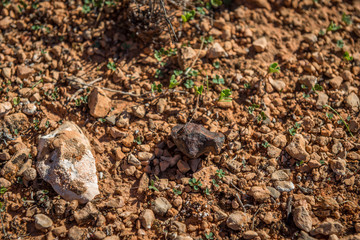 Mundrabilla Meteorite, Nullarbor Plain, Western Australia
