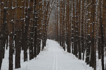 Ski track through the winter forest