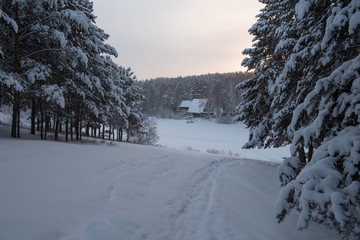 Winter forest under snow