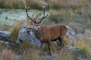 Red Deer (Cervus Elaphus)/Red Deer Stag in rocky highland terrain