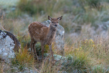 Red Deer (Cervus Elaphus)/Red Deer Fawn in rocky highland terrain