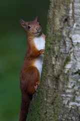 Red Squirrel (Sciurus Vulgaris)/Red Squirrel on the side of a tree trunk