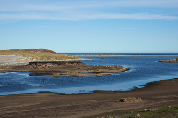 Gentoo Penguins (Pygoscelis papua) crossing a lagoon en route to and from the sea on Sealion Island in the Falkland Islands. 