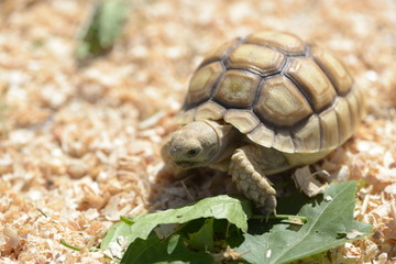 Young Sulcata Tortoise. Kine of turtle species,African spurred tortoise.