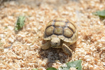 Young Sulcata Tortoise. Kine of turtle species,African spurred tortoise.