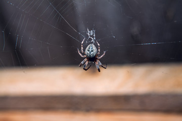 Araneus spider