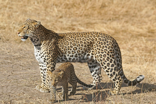 Leopard Mother and Cub Walking