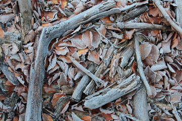 Old branch and fallen leaves covered by frost in winter