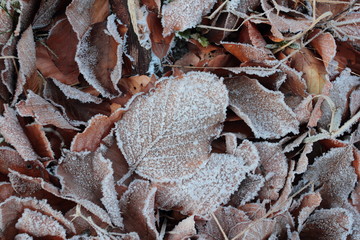 Fallen in autumn leaves covered by frost in winter