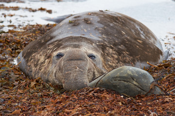 Male Southern Elephant Seal (Mirounga leonina) lying on the kelp on a beach on Sealion Island in the Falkland Islands.