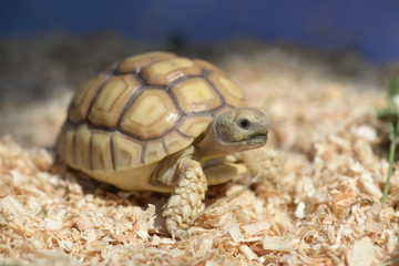 Young Sulcata Tortoise. Kine of turtle species,African spurred tortoise.