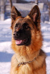 Portrait of beautiful fluffy German shepherd dog Junior puppy  in a winter snowy field.  nine months age