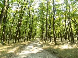 Road in deciduous forest