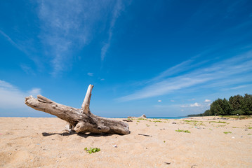 old wood on the beach in sunny day