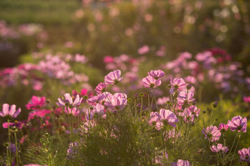 Fototapeta premium Pink Cosmos flower